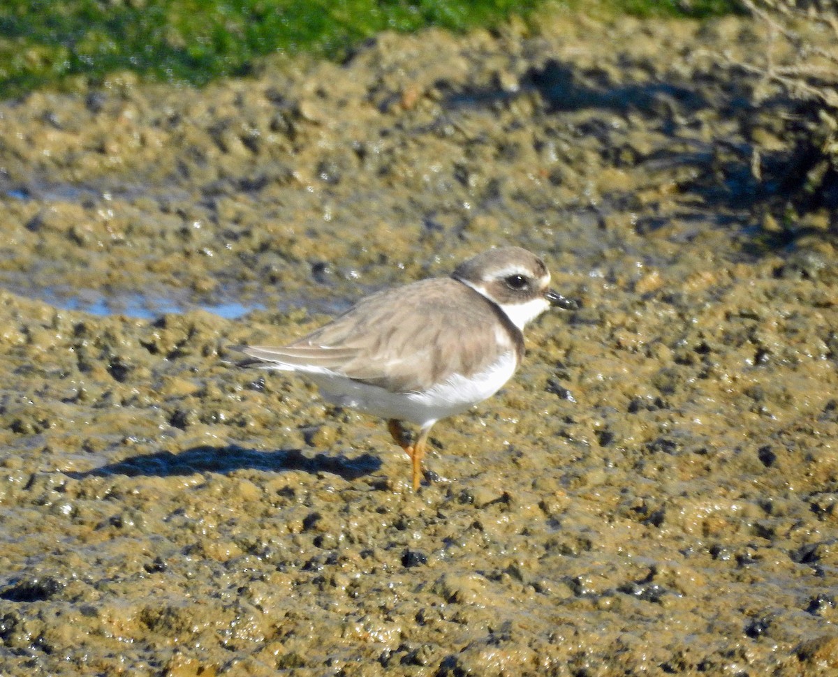 Common Ringed Plover - ML46019421
