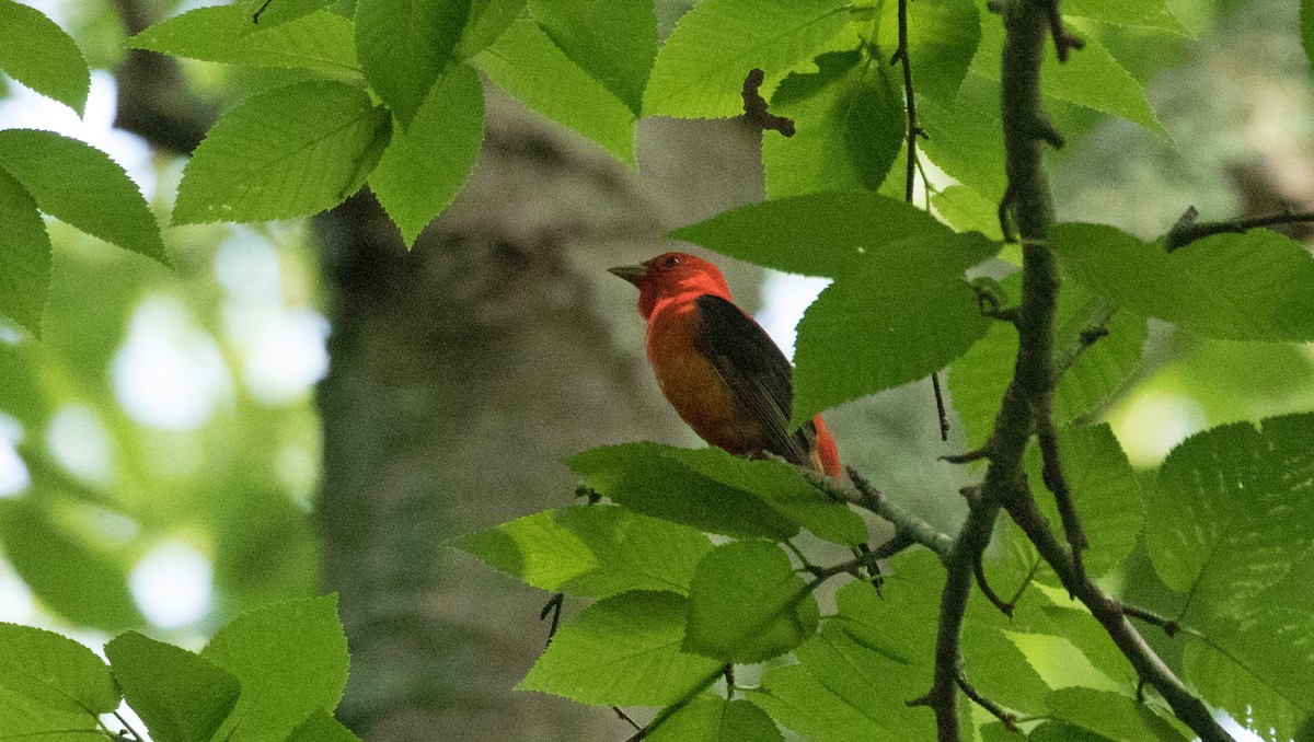 Scarlet Tanager - ML460200991