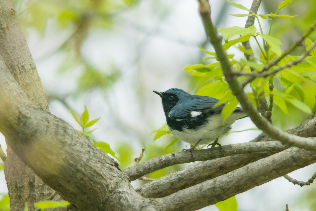 Black-throated Blue Warbler - ML46020211