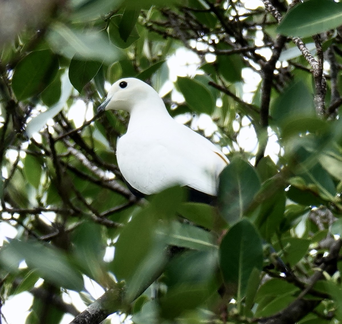 Pied Imperial-Pigeon - ML460202251