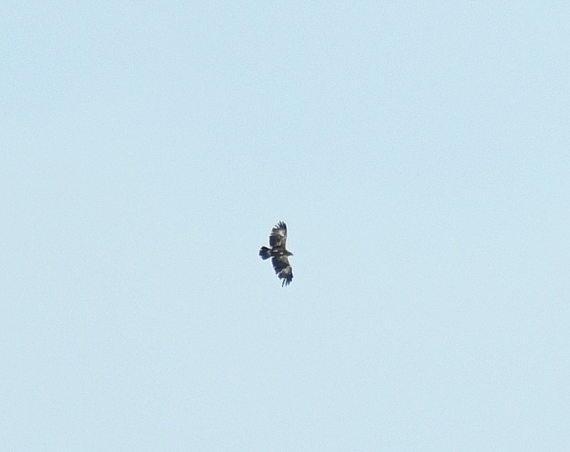 Lesser Spotted Eagle - ML460203541