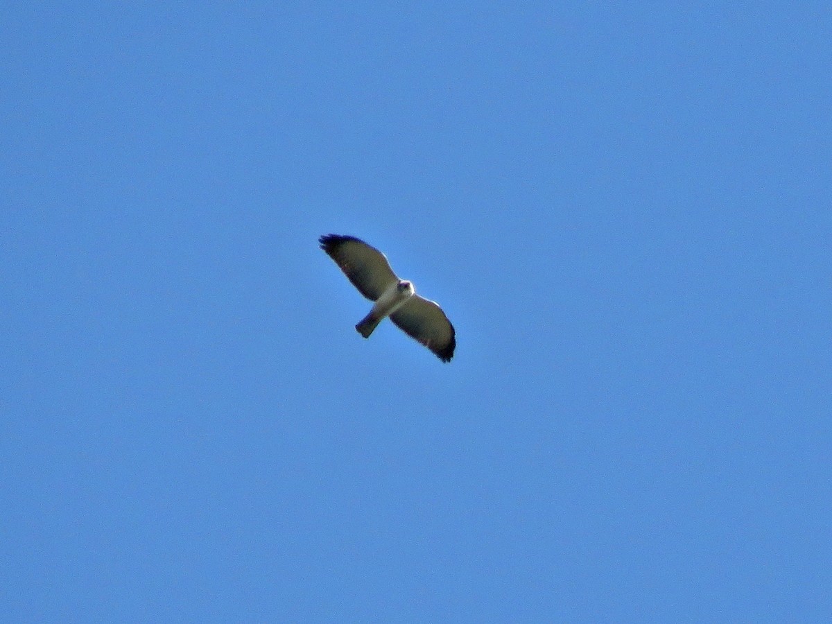 Short-tailed Hawk - ML460204291
