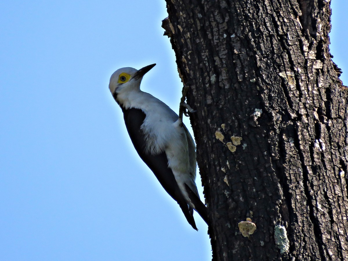 White Woodpecker - ML460204511