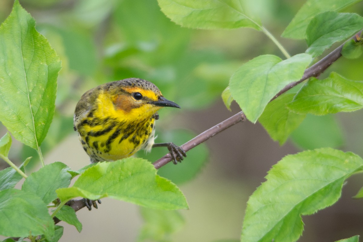Cape May Warbler - ML46020511