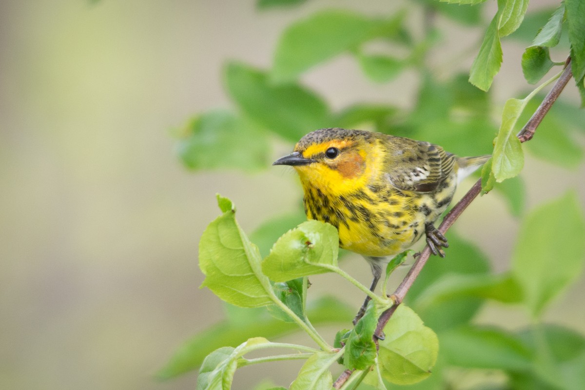 Cape May Warbler - ML46020521