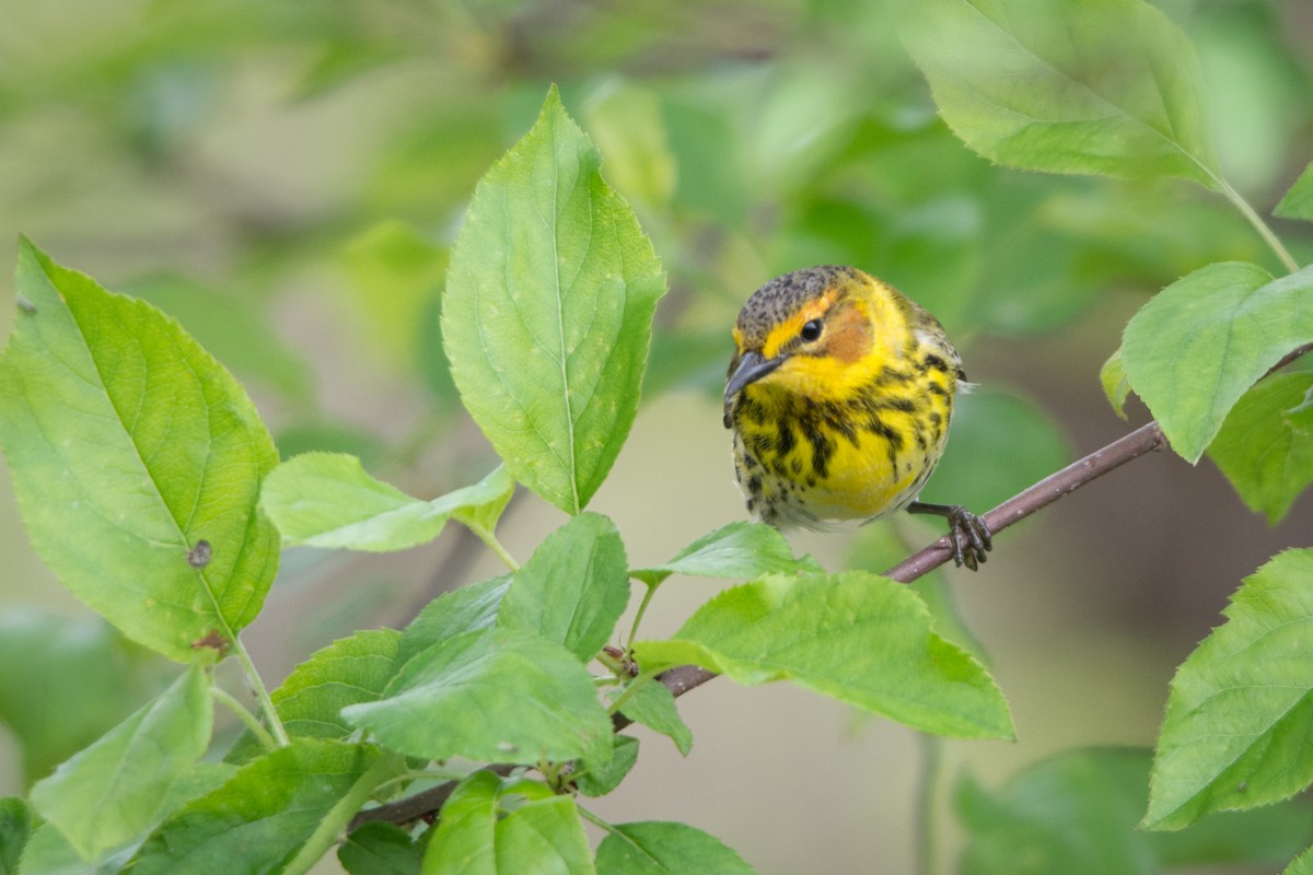 Cape May Warbler - ML46020531