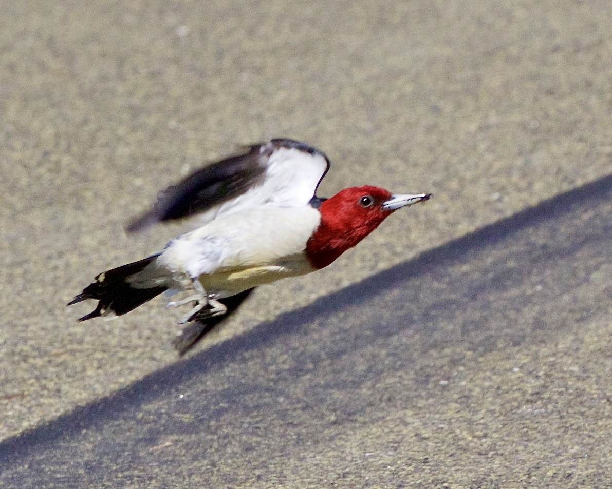 Red-headed Woodpecker - ML460206241