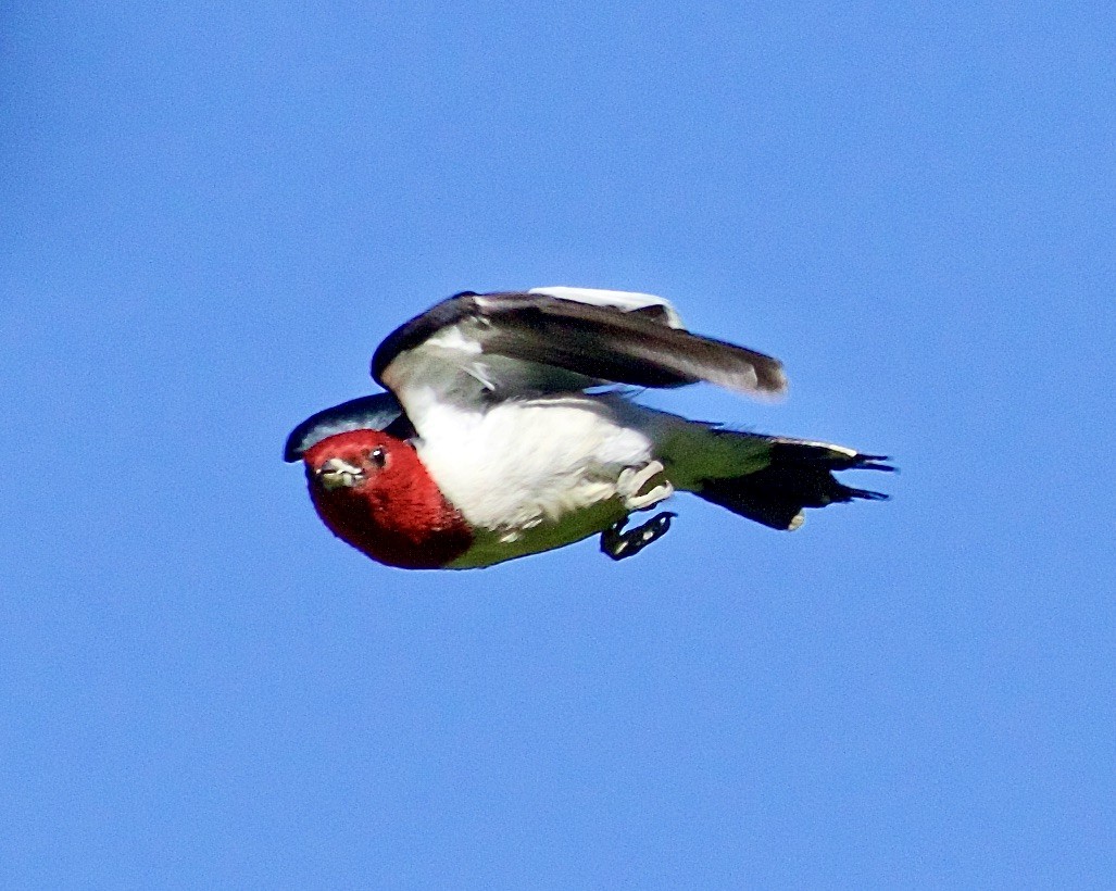 Red-headed Woodpecker - ML460206251
