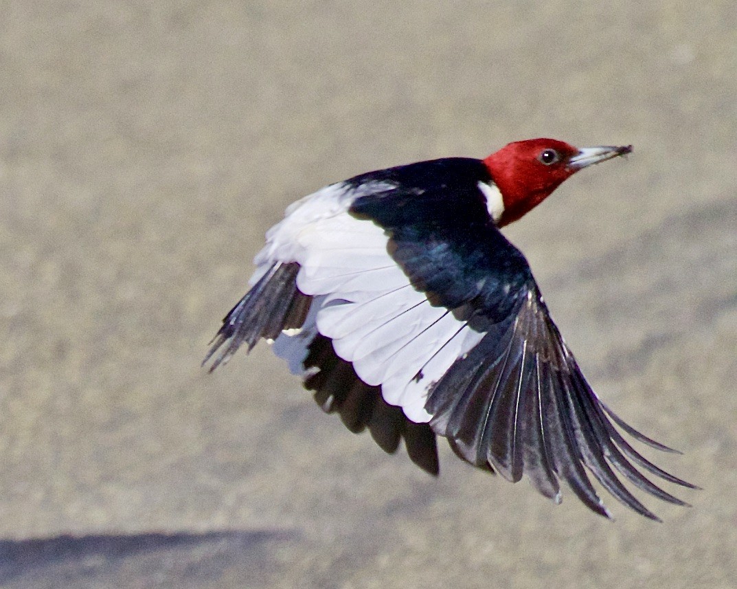 Red-headed Woodpecker - ML460206261
