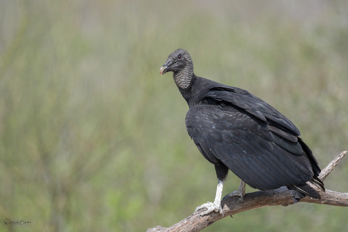 Black Vulture - ML460210731