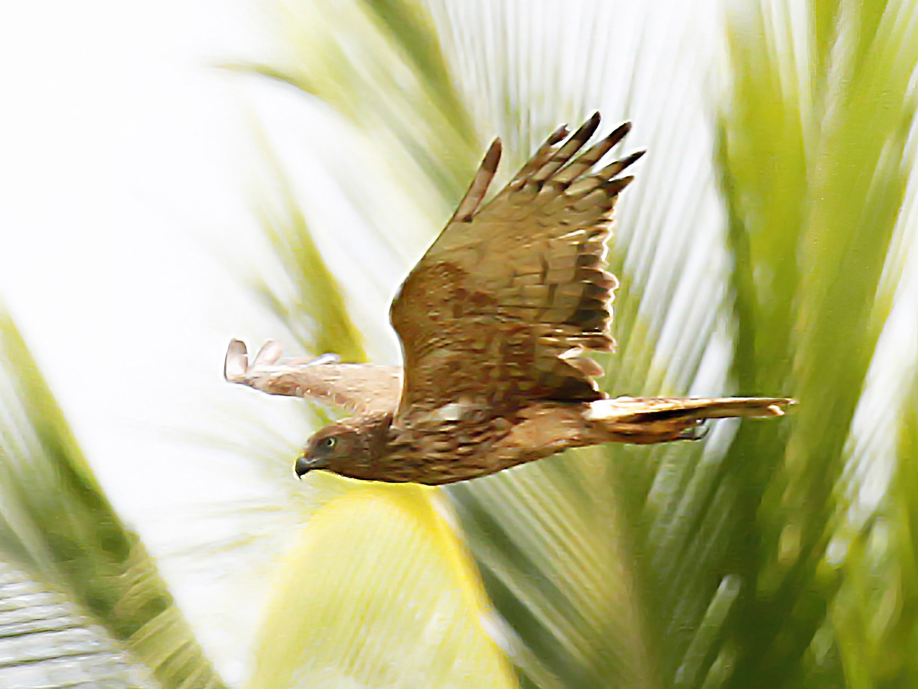 Papuan Marsh-Harrier - Peter Candido