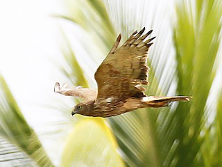 Papuan Harrier - eBird