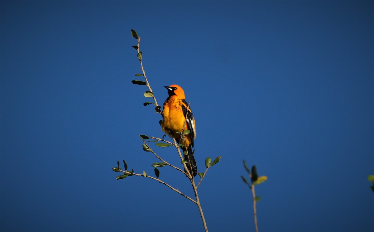 Spot-breasted Oriole - ML46021161