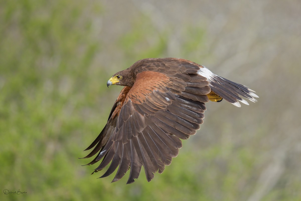 Harris's Hawk - ML460211901