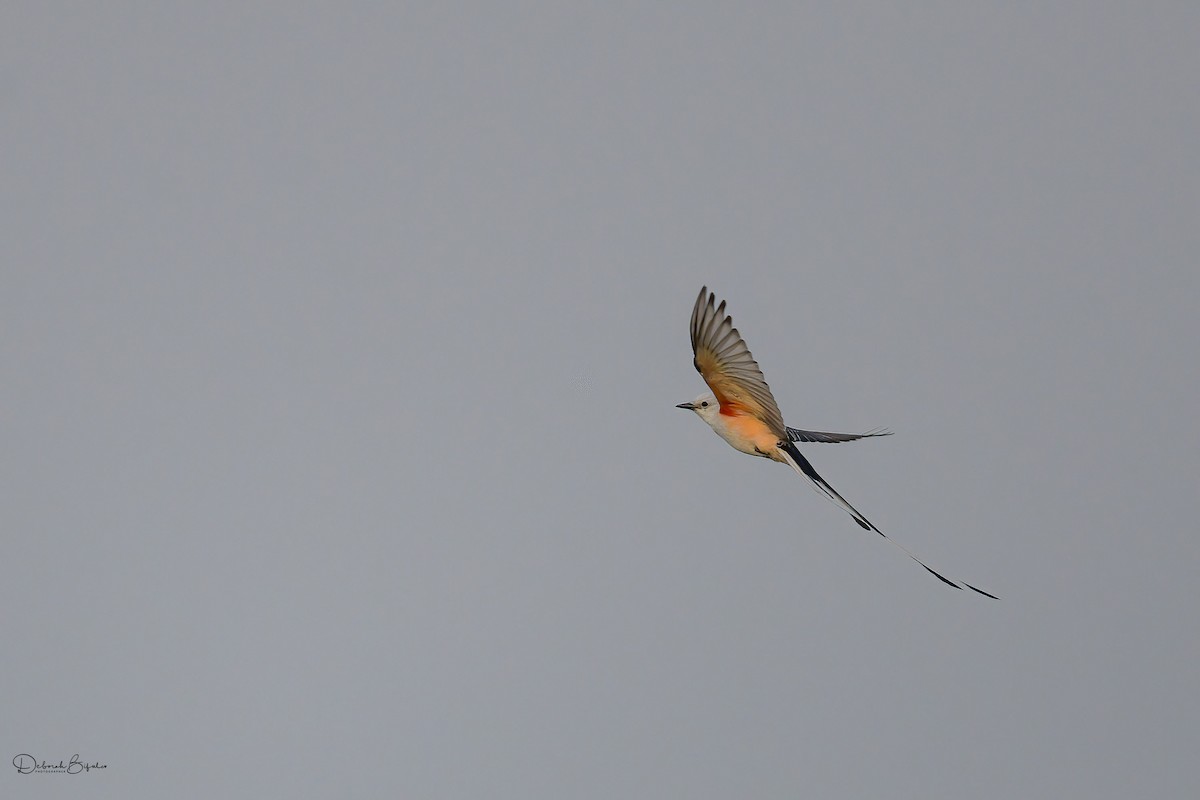 Scissor-tailed Flycatcher - ML460212561