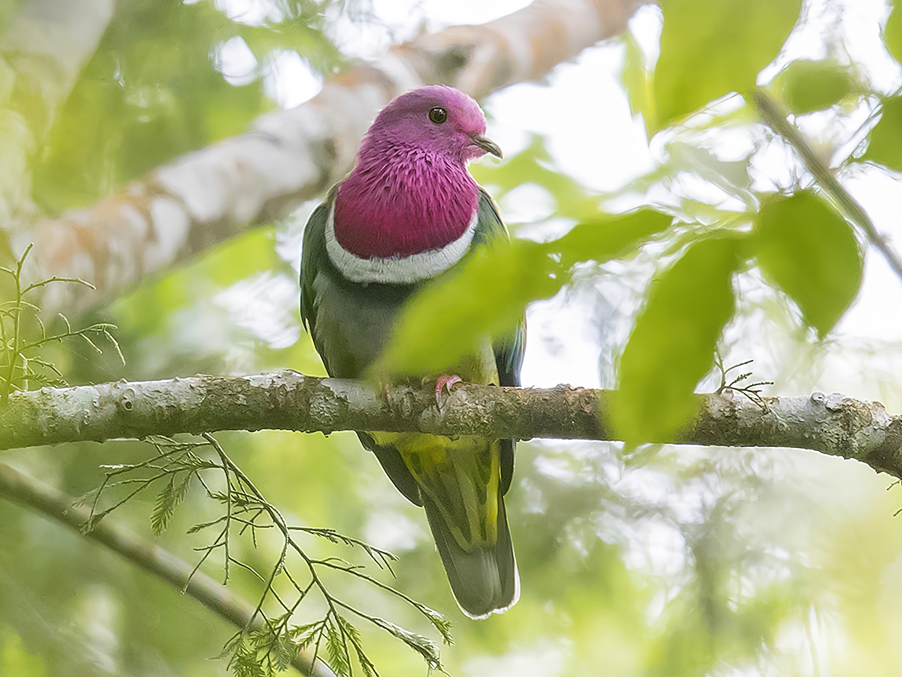 Pink-headed Fruit-Dove - Matthew Kwan