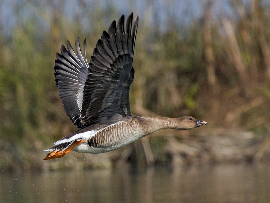 Tundra BeanGoose eBird