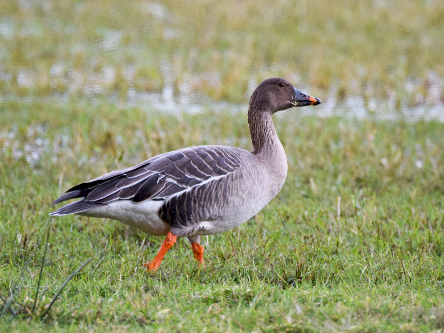 Tundra BeanGoose eBird