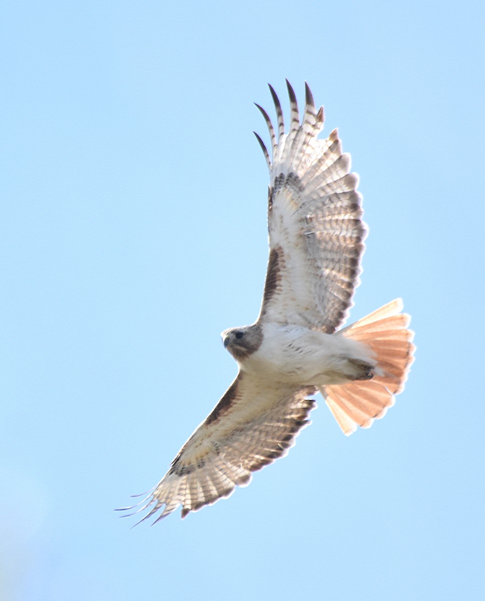 Red-tailed Hawk (borealis) - ML46021581