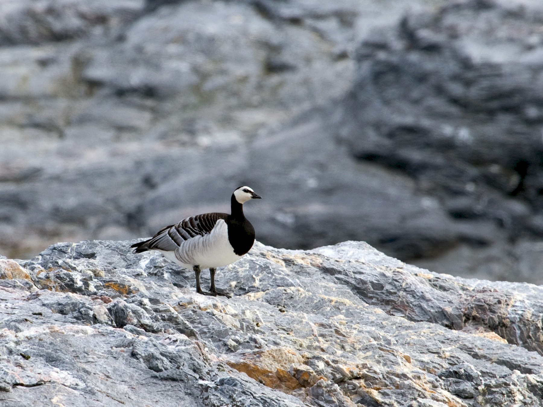 Barnacle Goose  Facts, pictures & more about Barnacle Goose