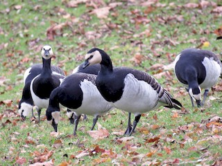  - Barnacle Goose