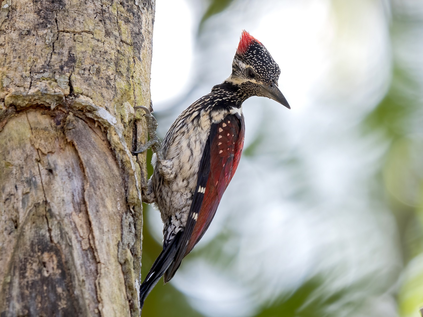 Red-backed Flameback - Will Yan