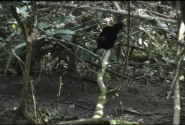 Helenaparadiesvogel - ML460220