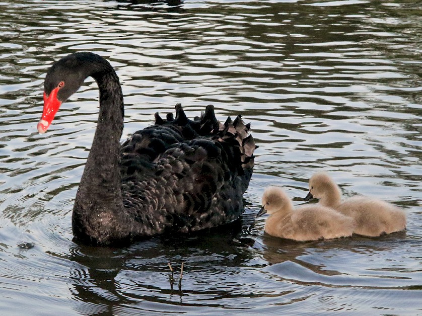 Black Swan - Moe Bertrand