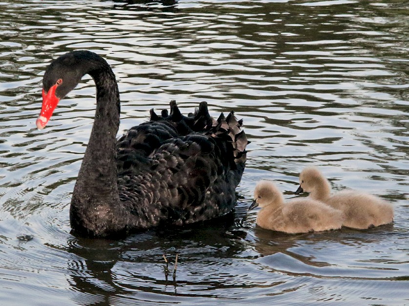 Il Cigno Nero, Cygnus atratus è un grande waterbird, una specie di