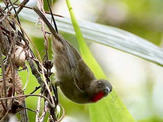  - Ruby-throated Myzomela