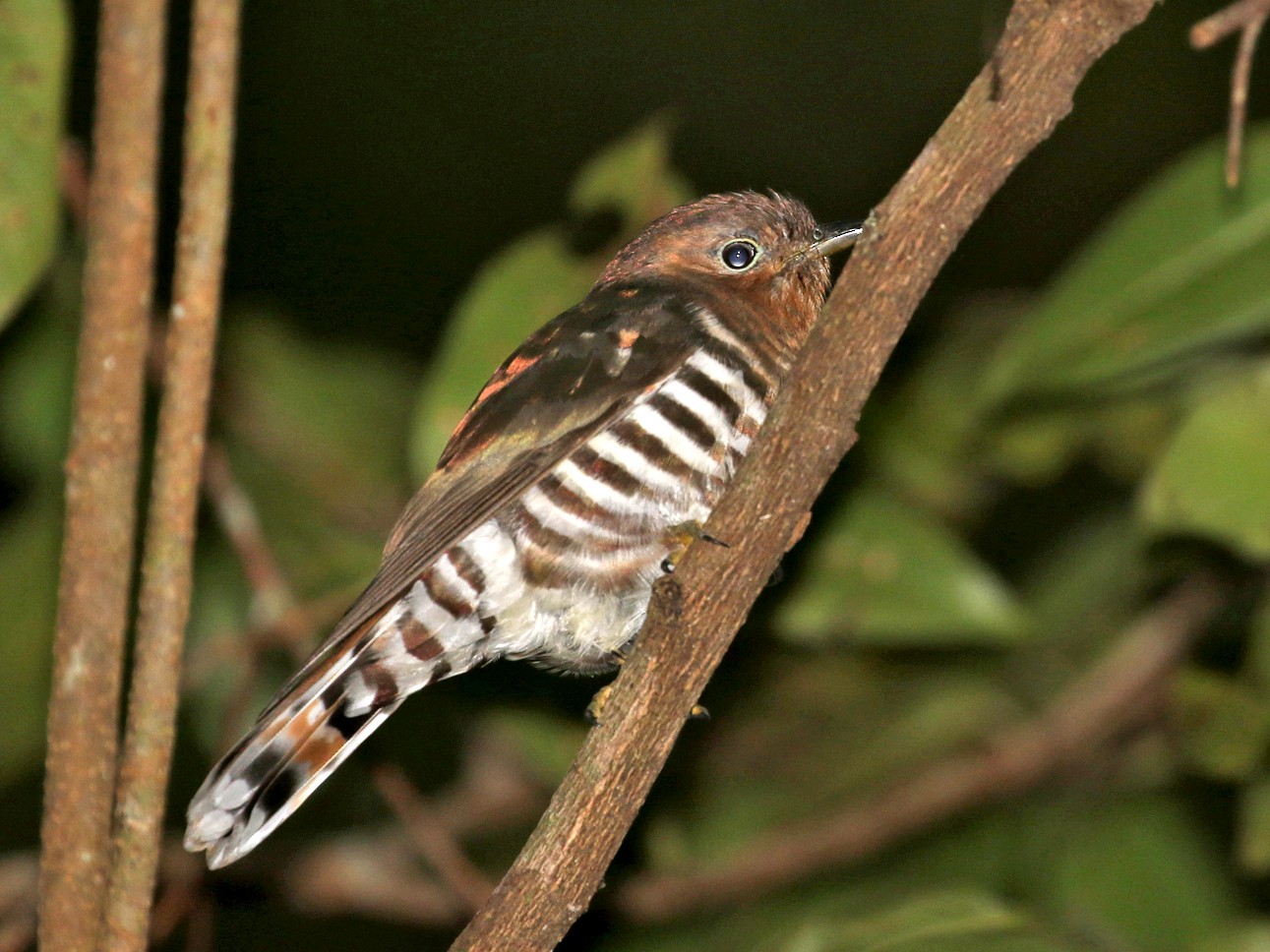 Rufous-throated Bronze-Cuckoo - Charley Hesse TROPICAL BIRDING