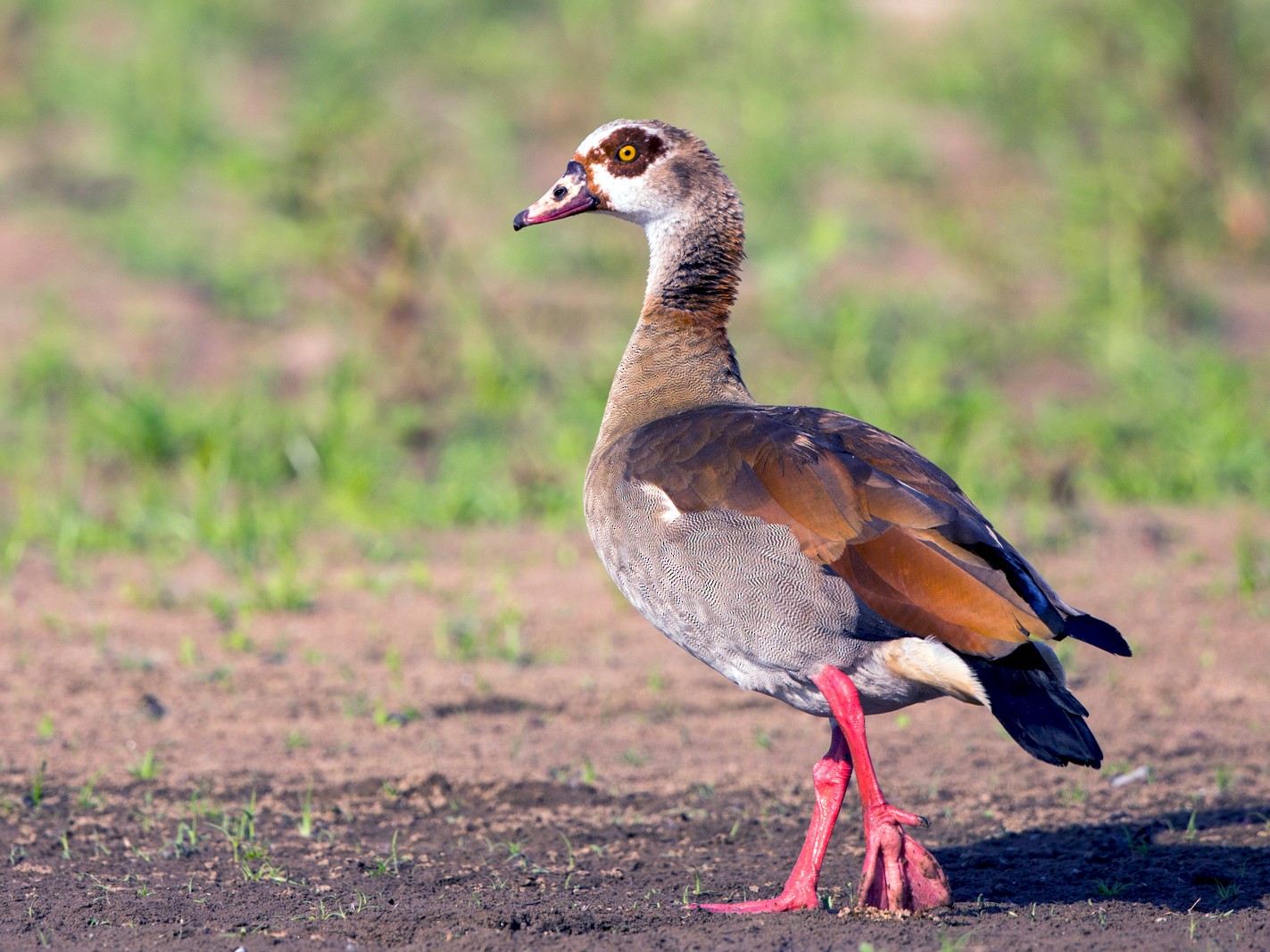 Egyptian Goose - British Waterfowl Association Species account for the  Egyptian Goose, Alopochen aegyptiaca.