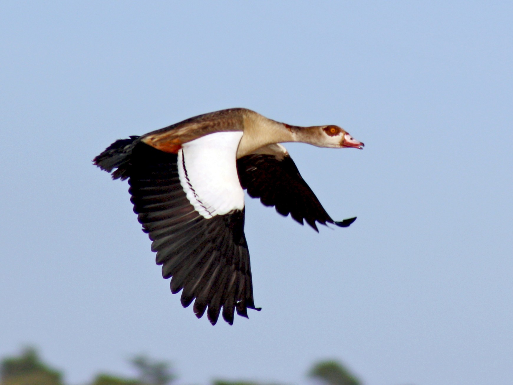 egyptian goose range