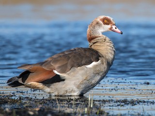  - Egyptian Goose