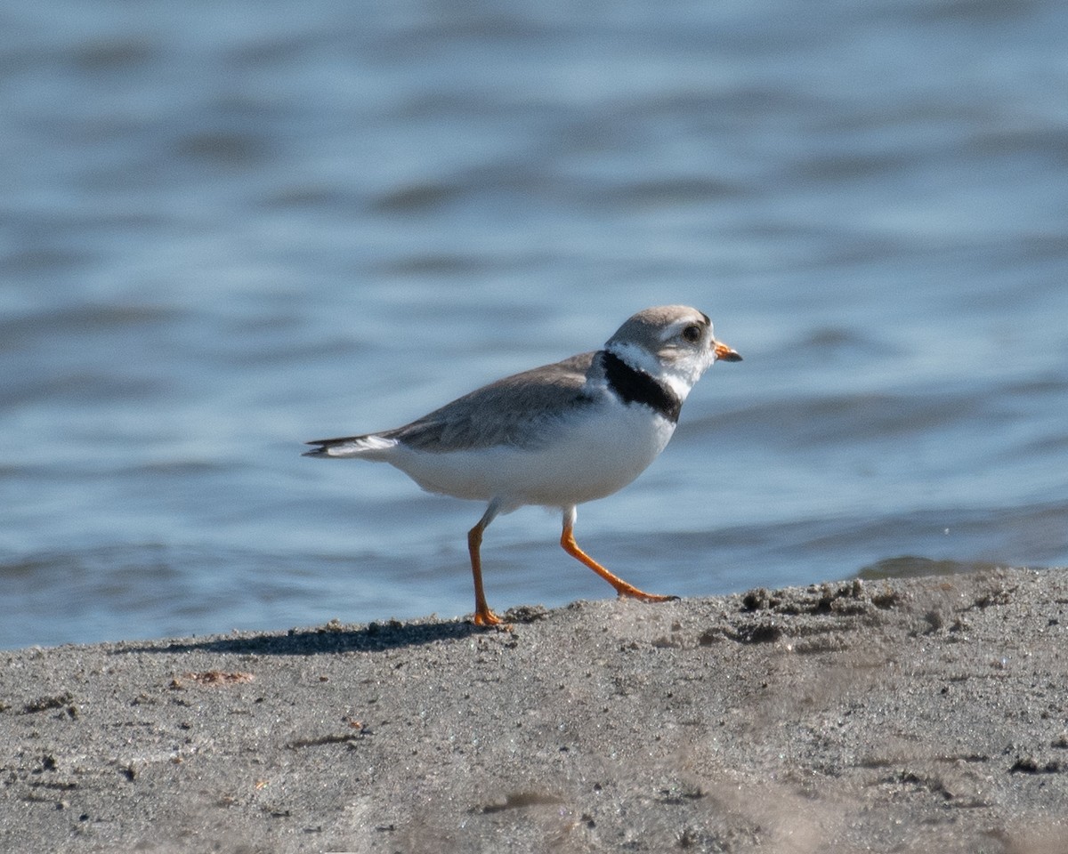 Piping Plover - ML460223611