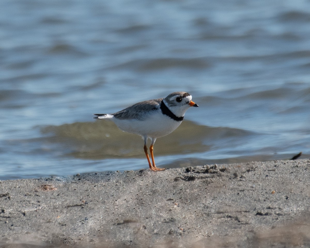 Piping Plover - ML460223631