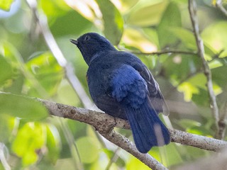  - Rufous-vented Niltava