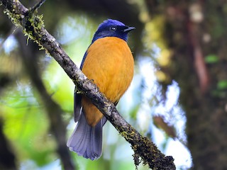  - Rufous-vented Niltava