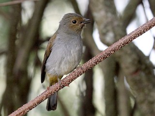 - Rufous-vented Niltava