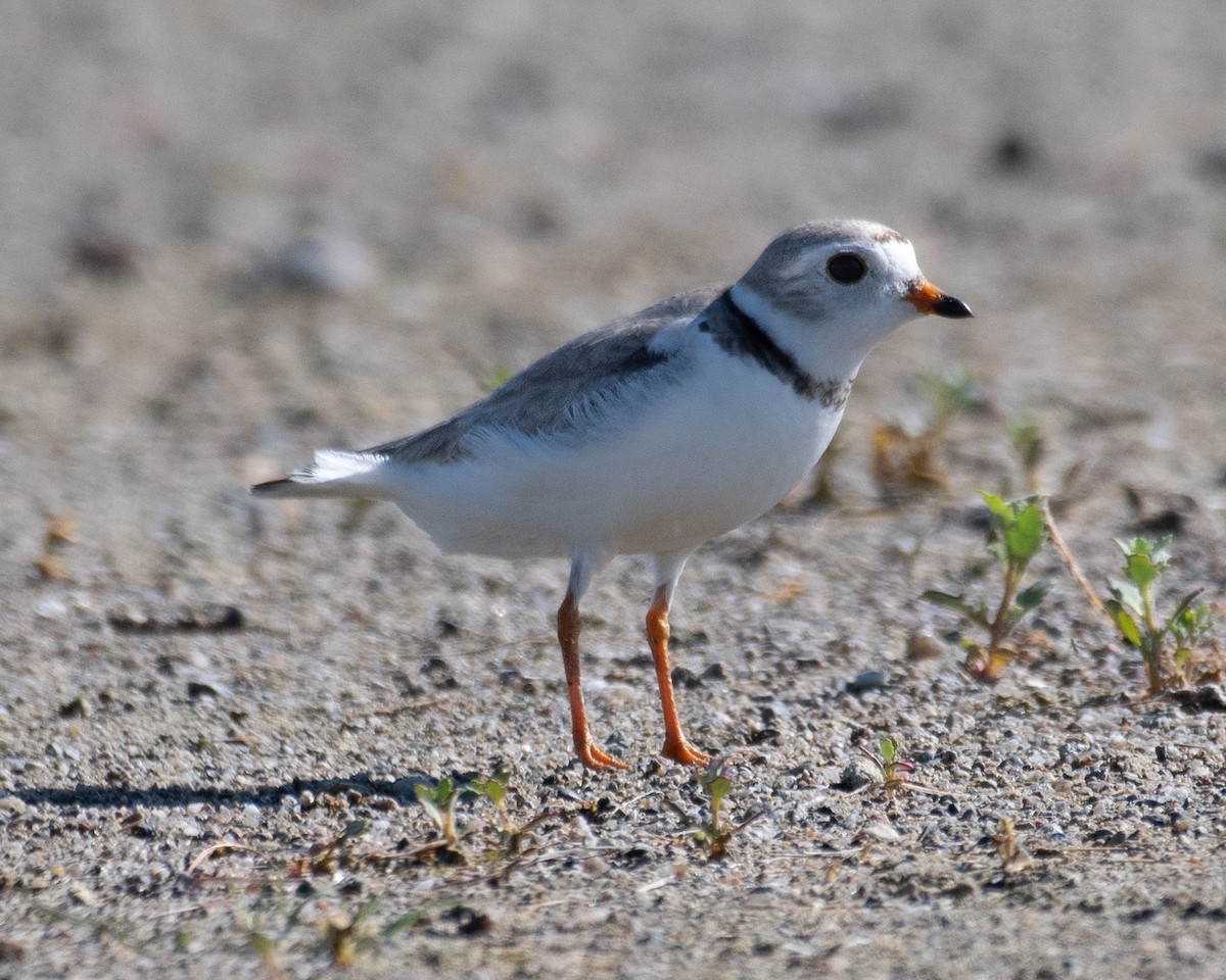 Piping Plover - ML460224701