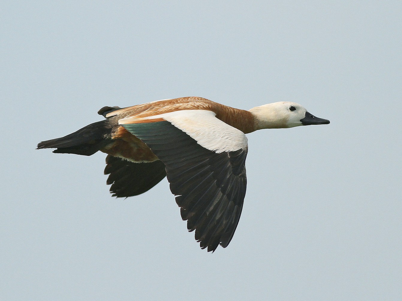 Ruddy Shelduck - Jeremiah Trimble