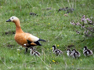  - Ruddy Shelduck