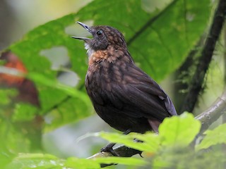 Rusty-breasted Wren-Babbler - eBird