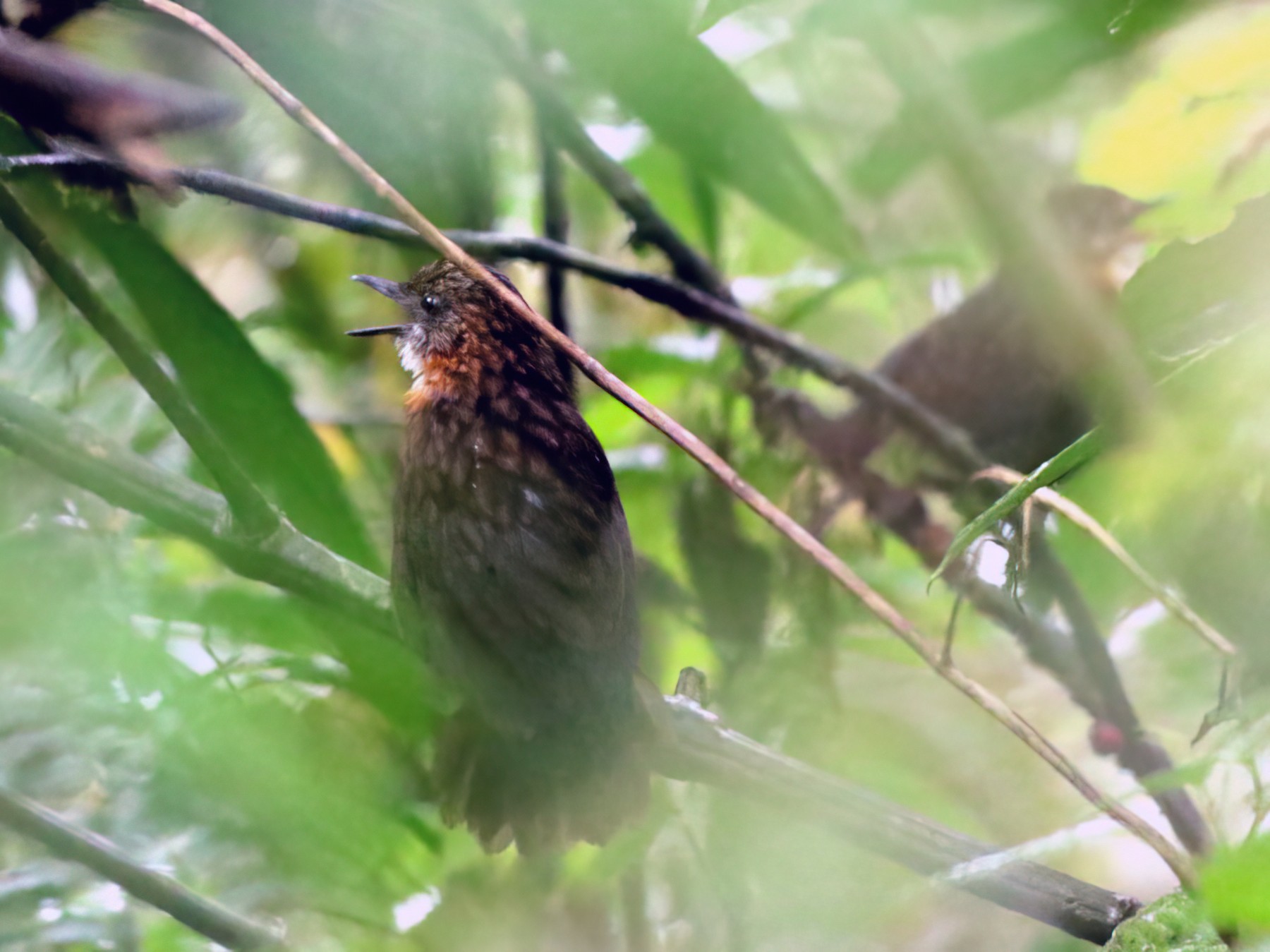 Rustybreasted WrenBabbler eBird