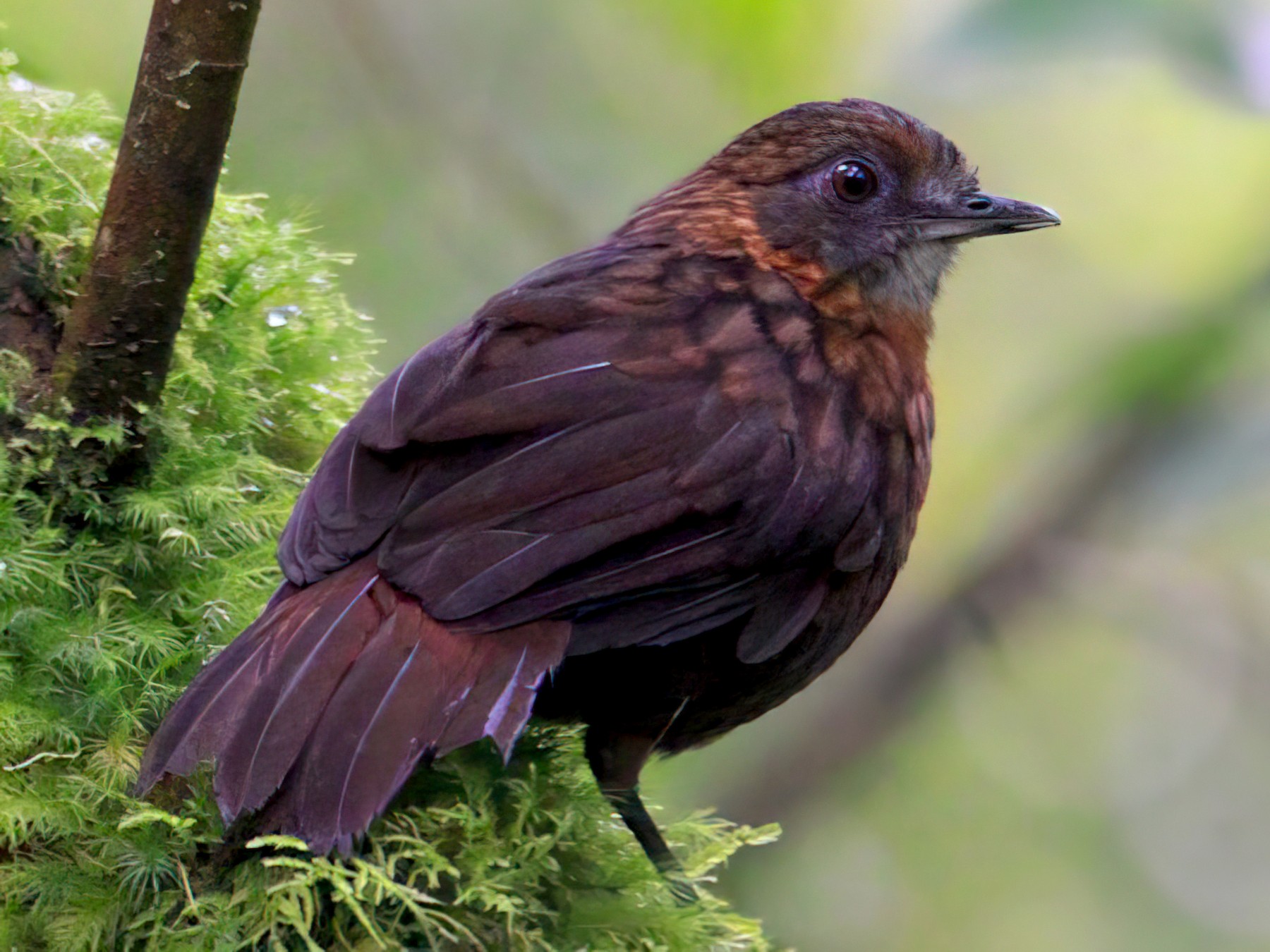 Rustybreasted WrenBabbler eBird