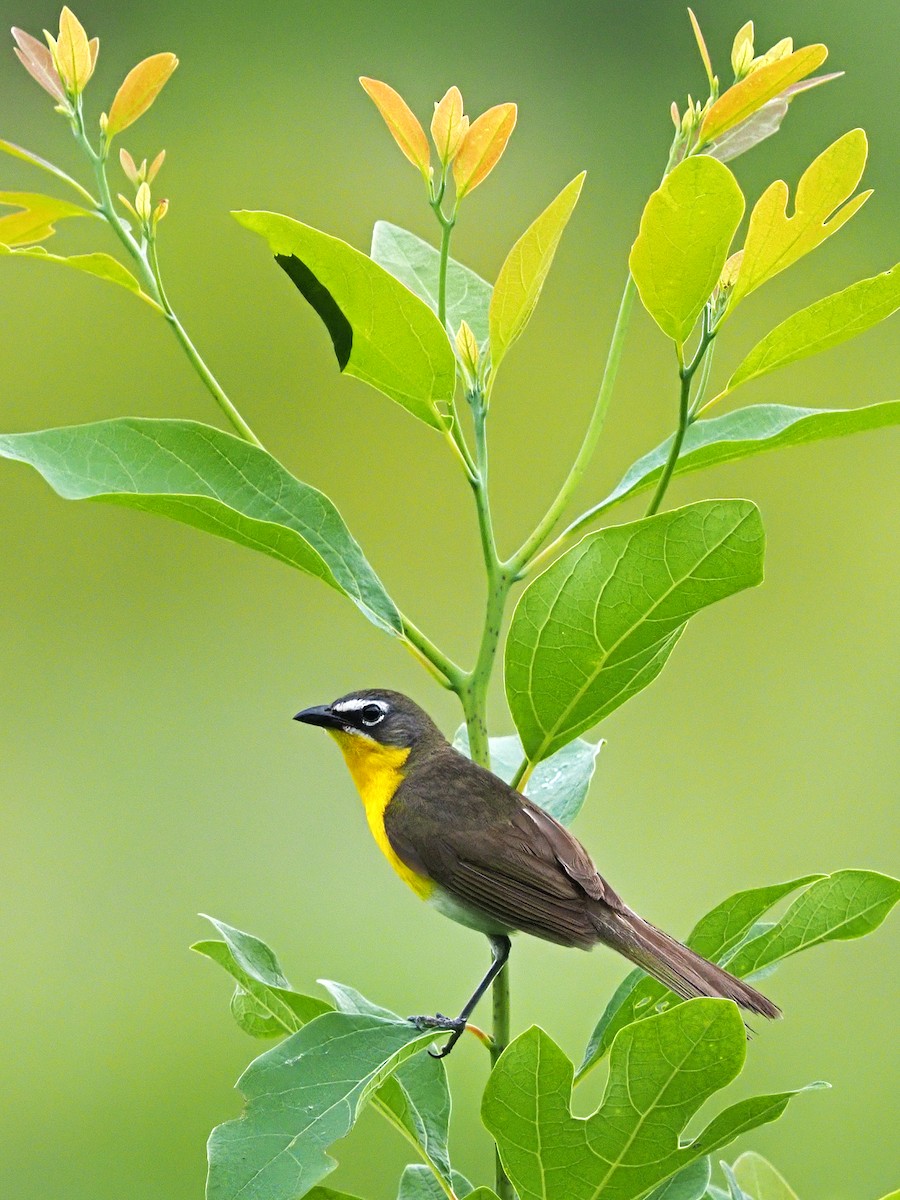 Yellow-breasted Chat - ML460227801