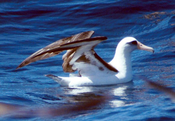 Laysan Albatross - ML46022851