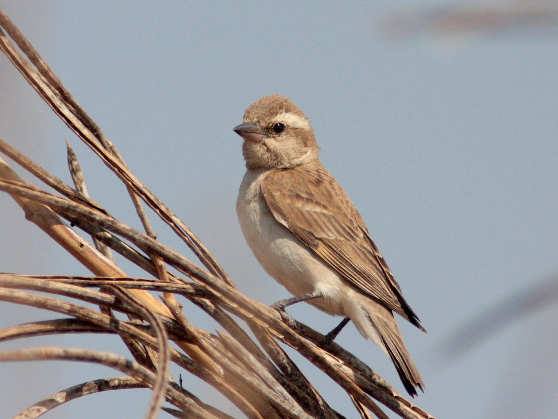 Sahel Bush Sparrow - Ray Scally
