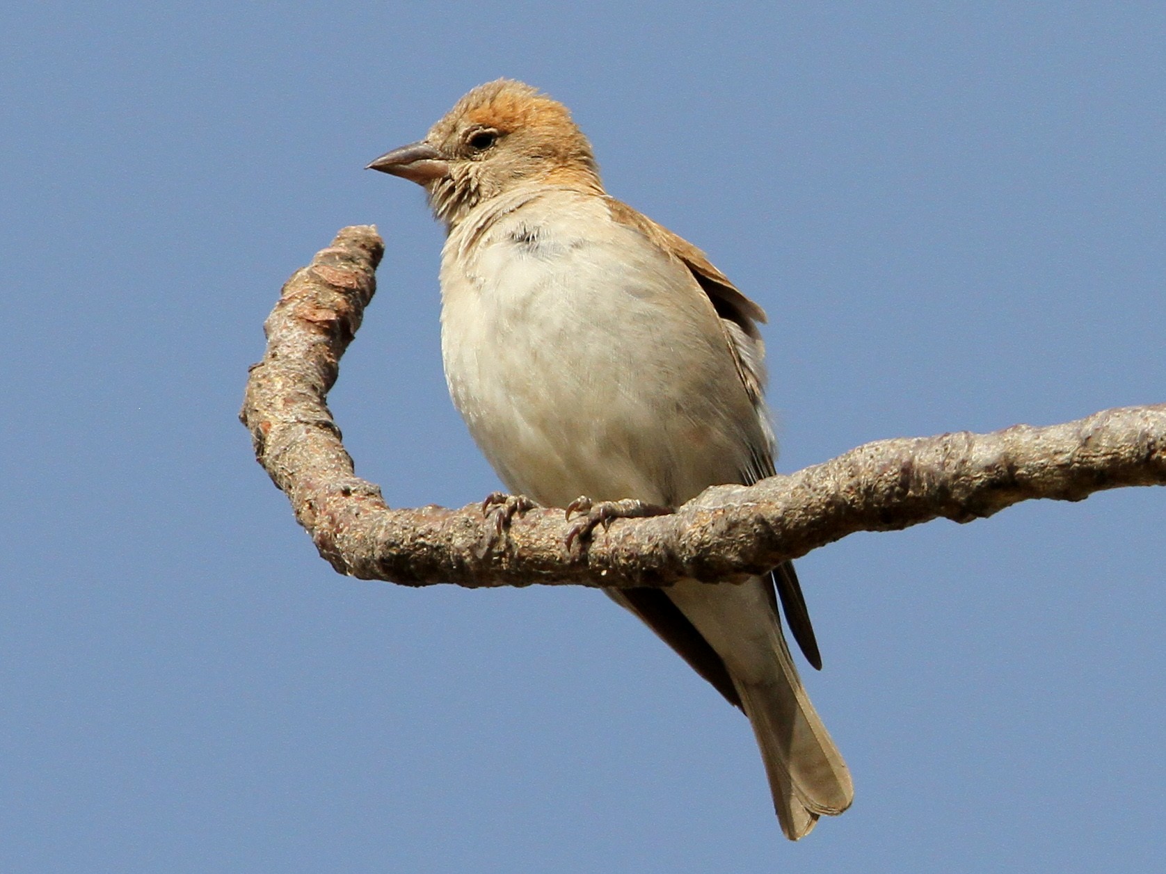 Sahel Bush Sparrow - Christoph Moning