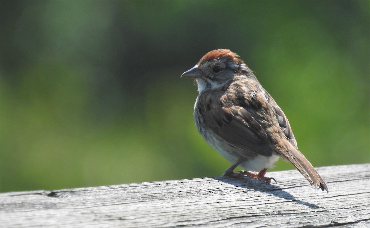 Swamp Sparrow - ML460229161